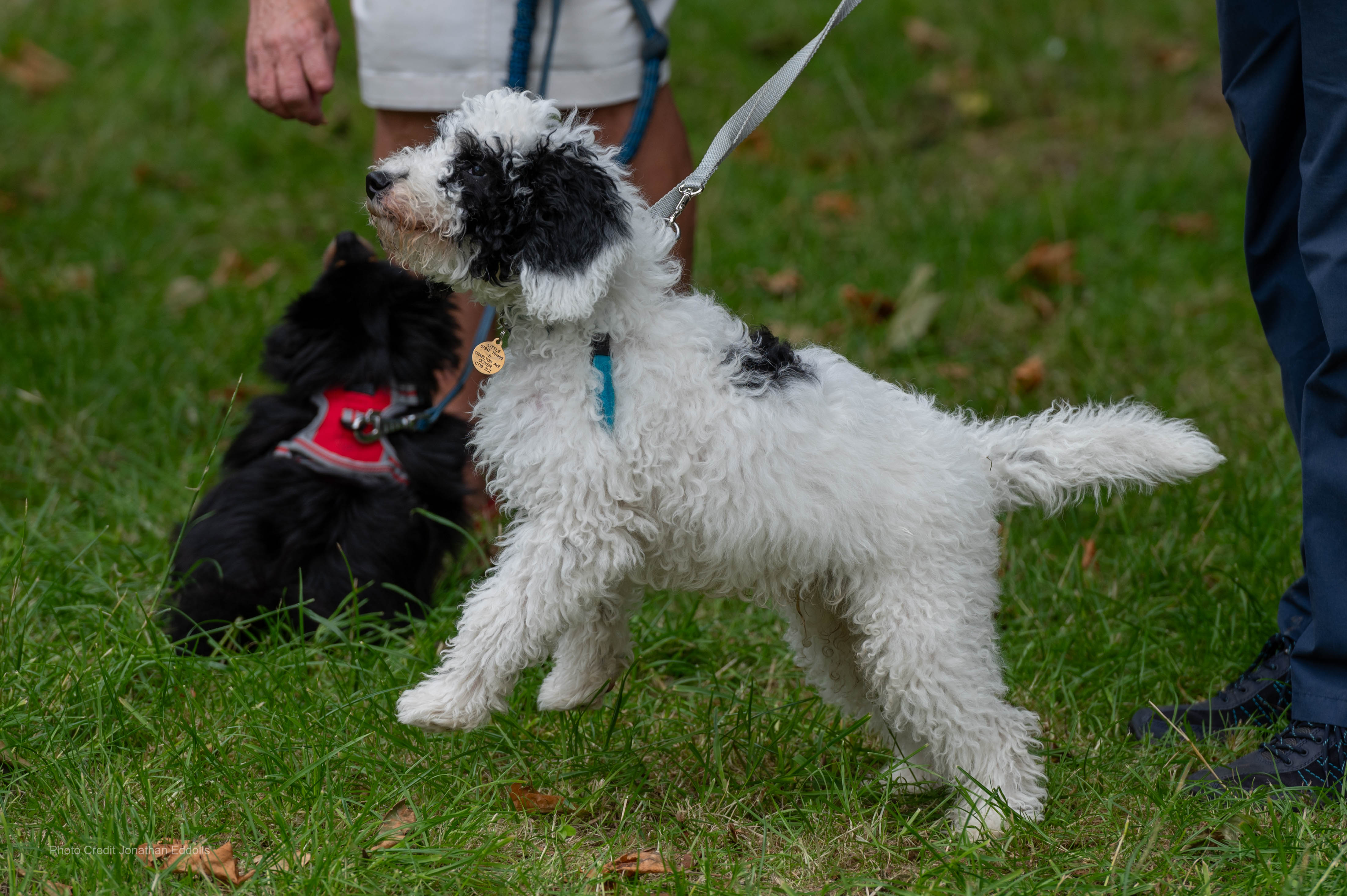 lovely curly doggy